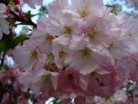 桜②