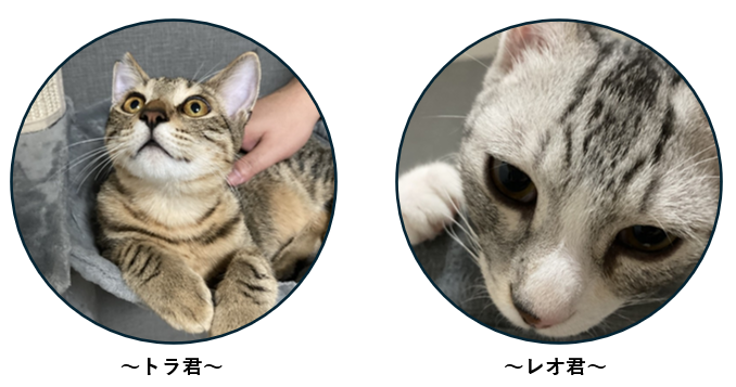 我が家のアイドル